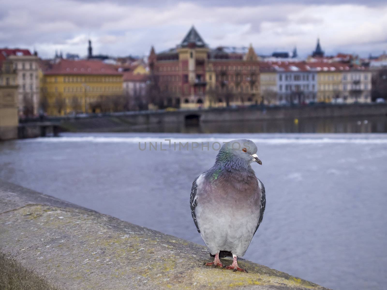 Pigeon on the Charles Bridge in Prague in January winter