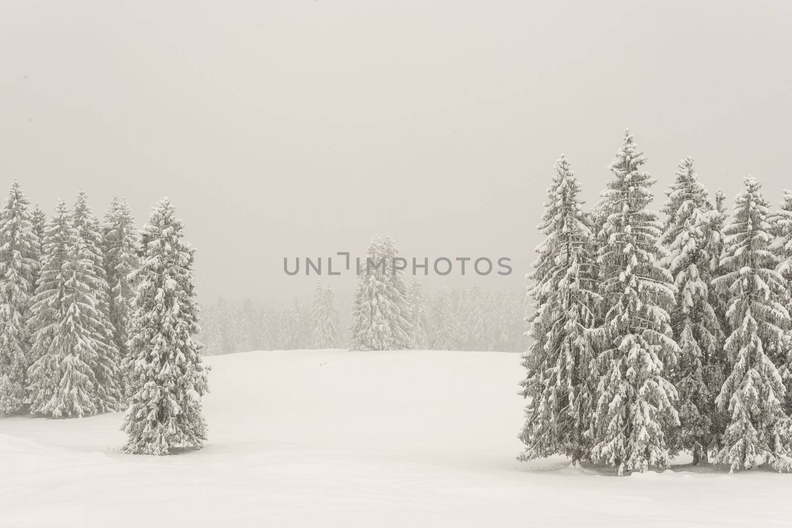 Trees with snow by w20er