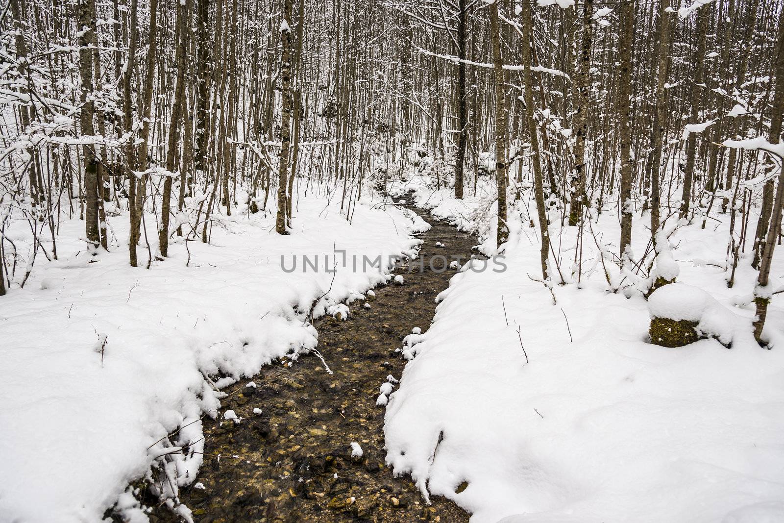 Creek in winter forest by w20er