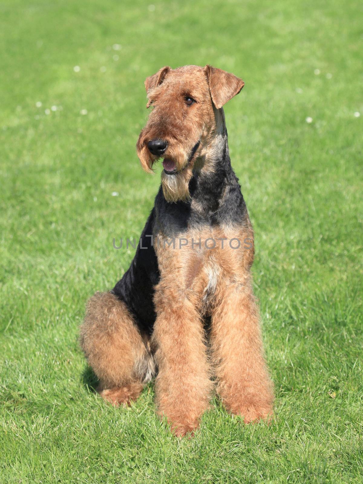 The portrait of Airedale Terrier on the green grass