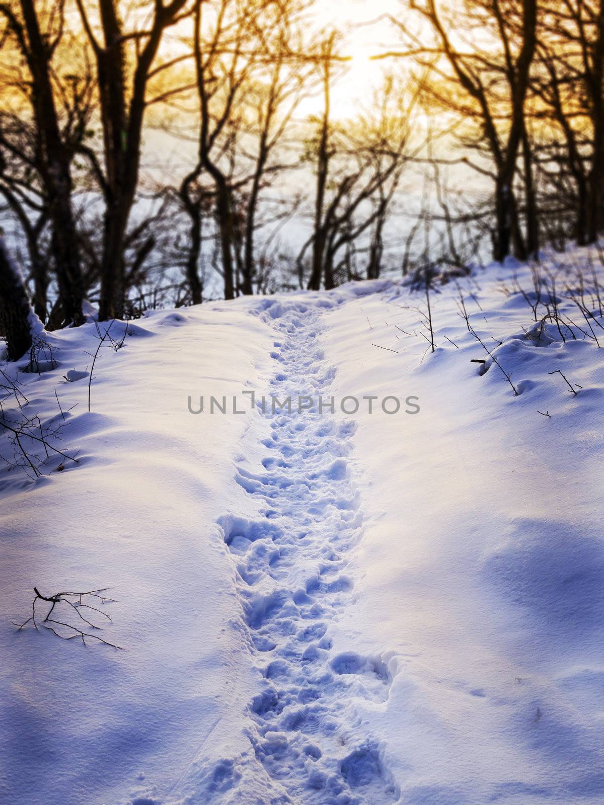 Footprints in the snow of a winter landscape in a forest with evening mood