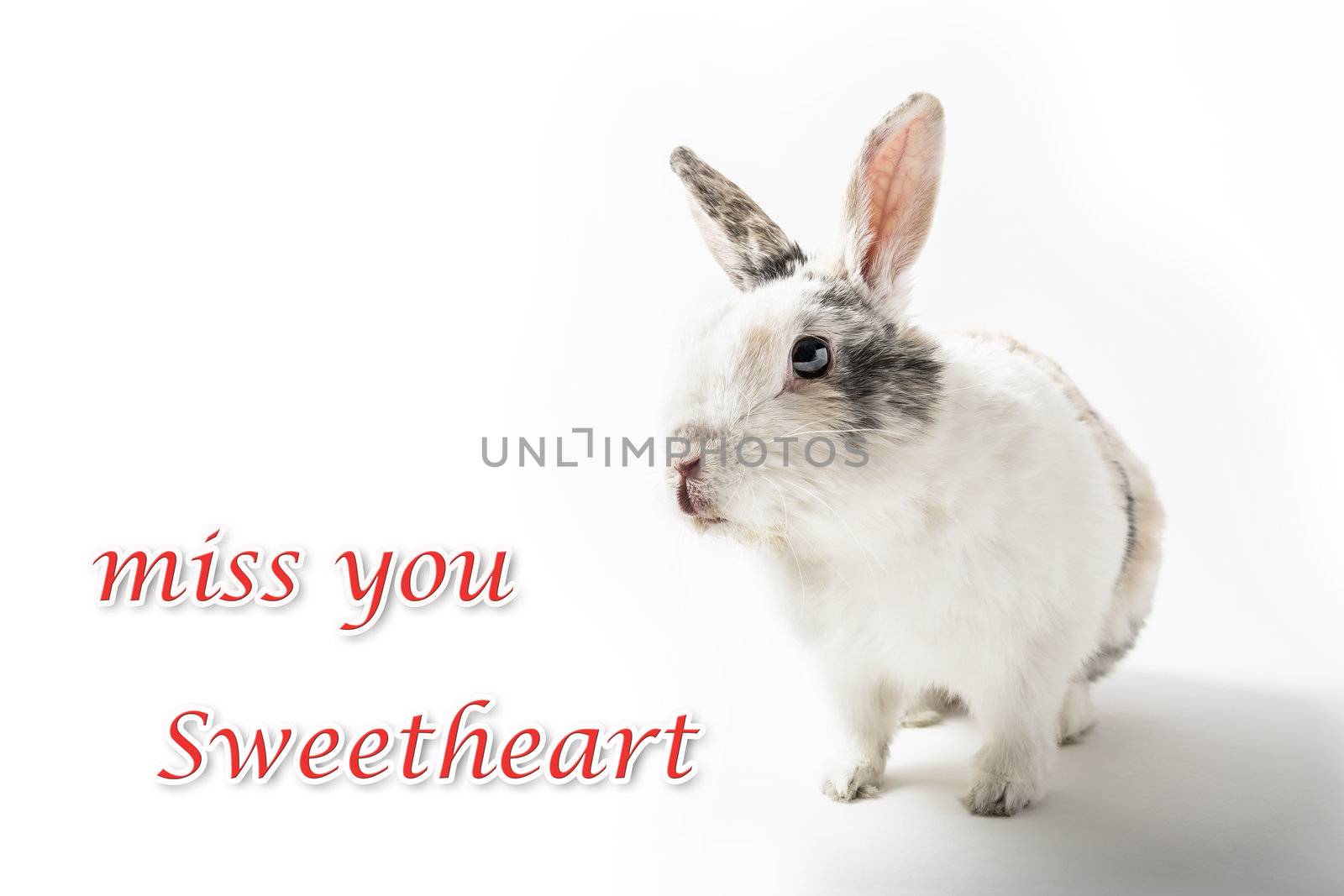 Sitting white and brown rabbit on white background with lettering "Miss you Sweetheart"