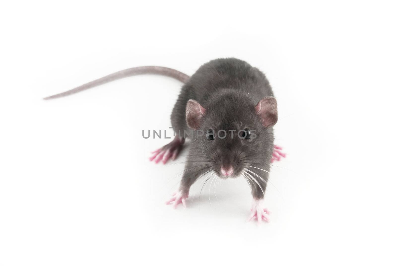 domestic rat isolated on white by jannyjus