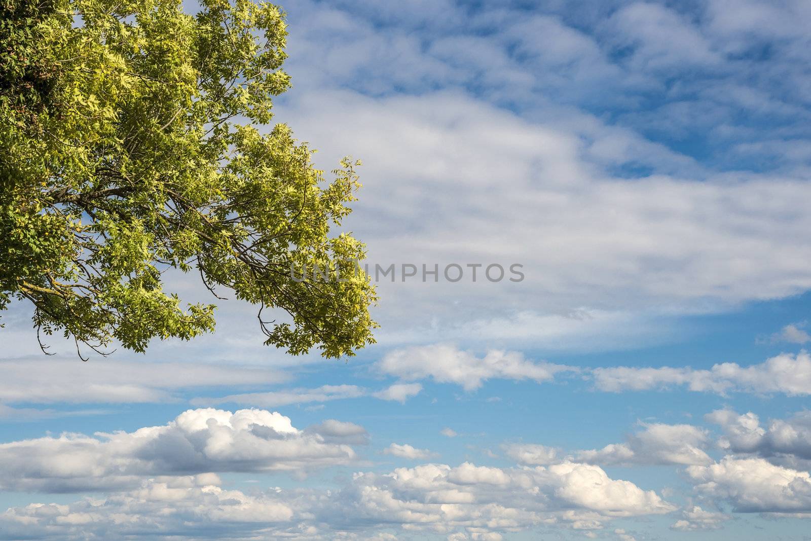 Part of a green tree with clouds on blue sky