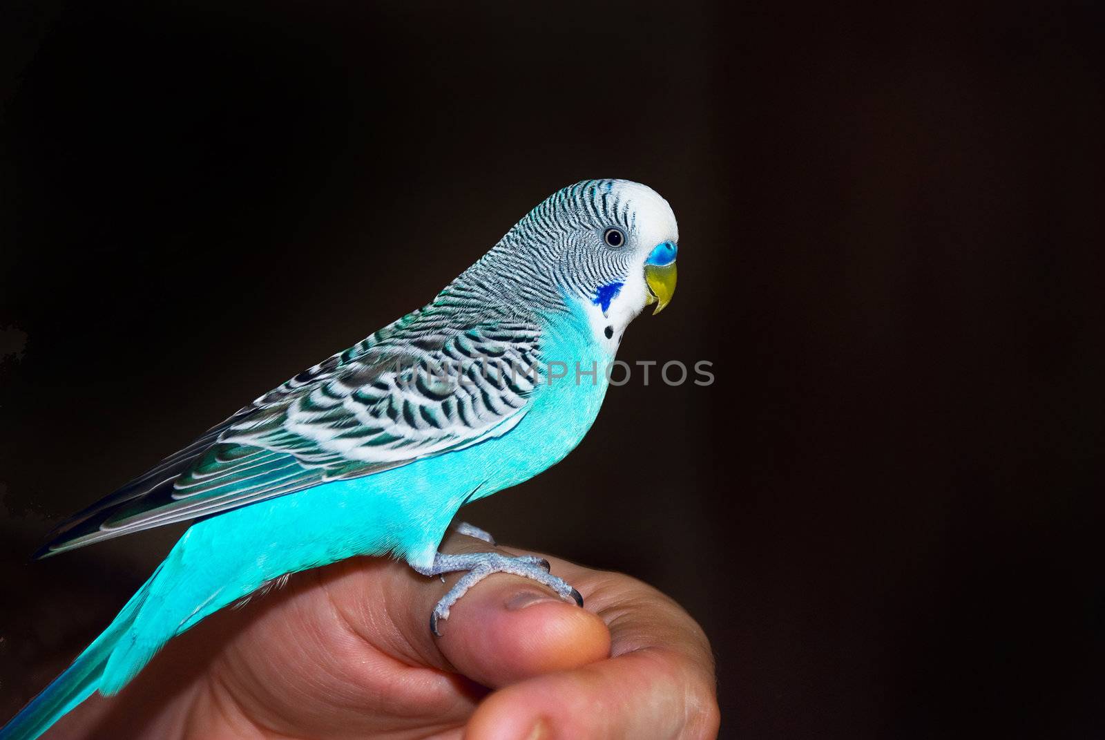 Parrot Sitting on hand by jannyjus