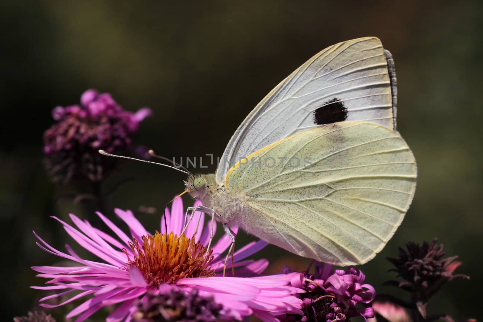 butterfly sitting on flower by romantiche