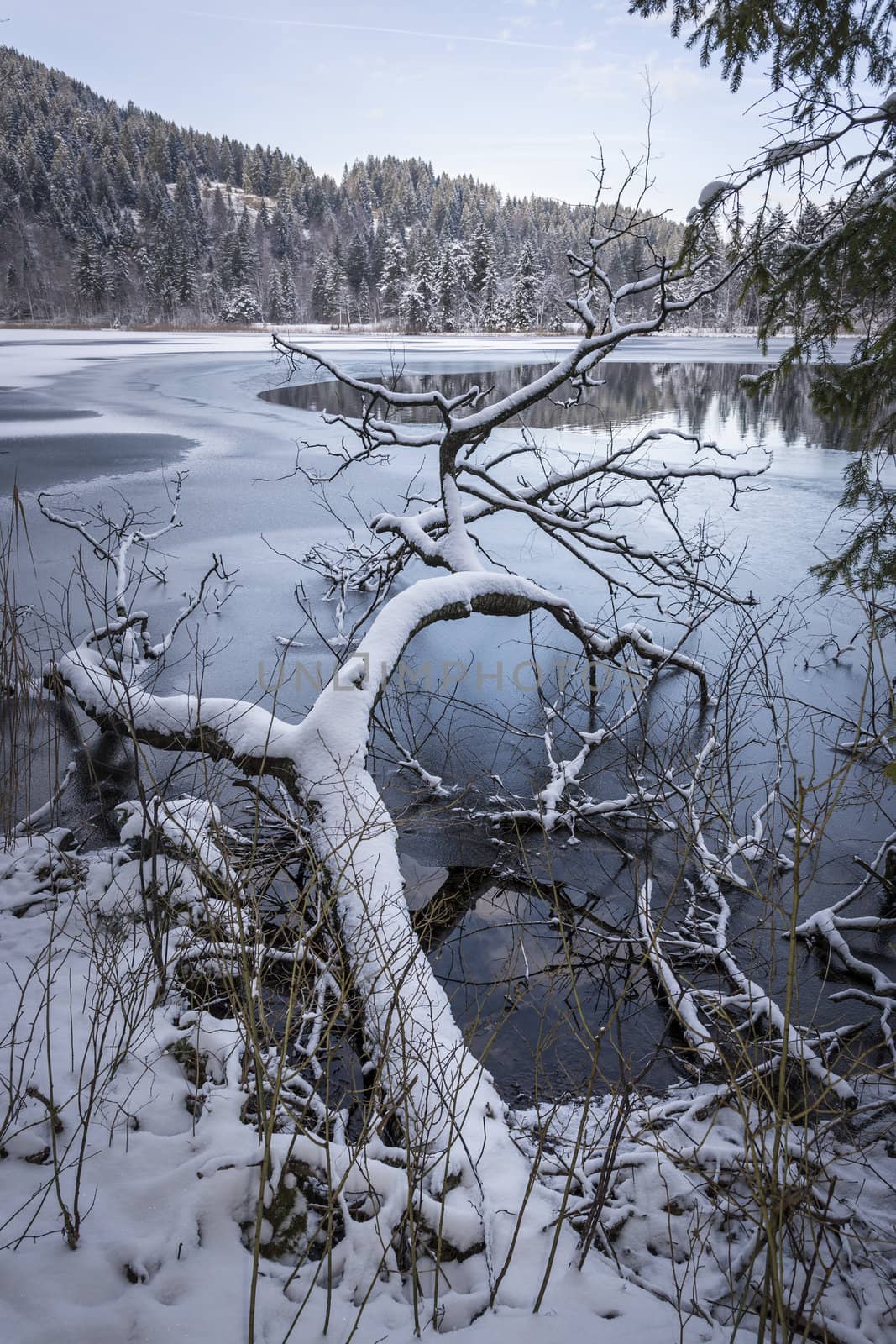 Lake in winter with fallen tree