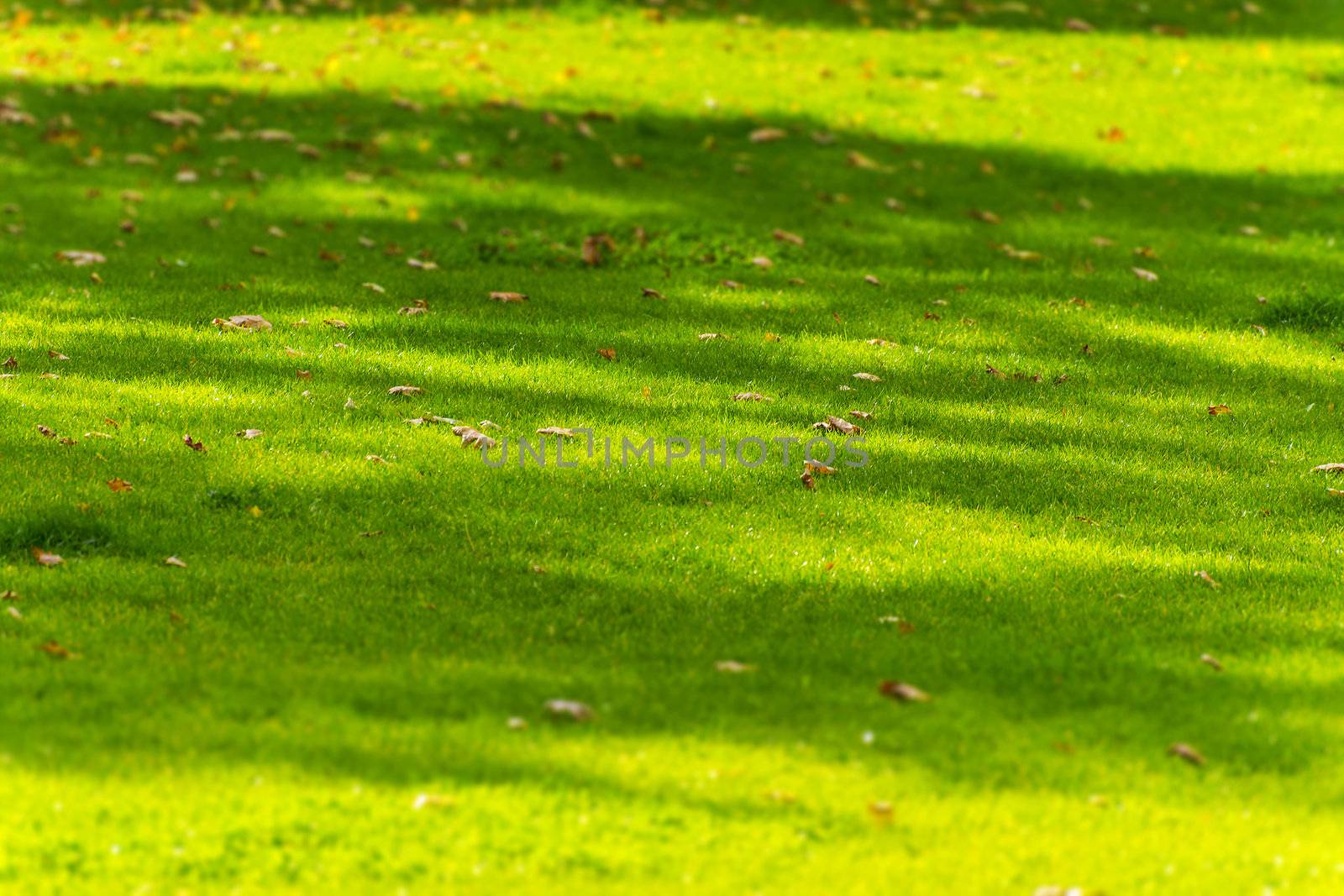 Fallen leaves on meadow in a park in Dresden Saxony Switzerland in autumn