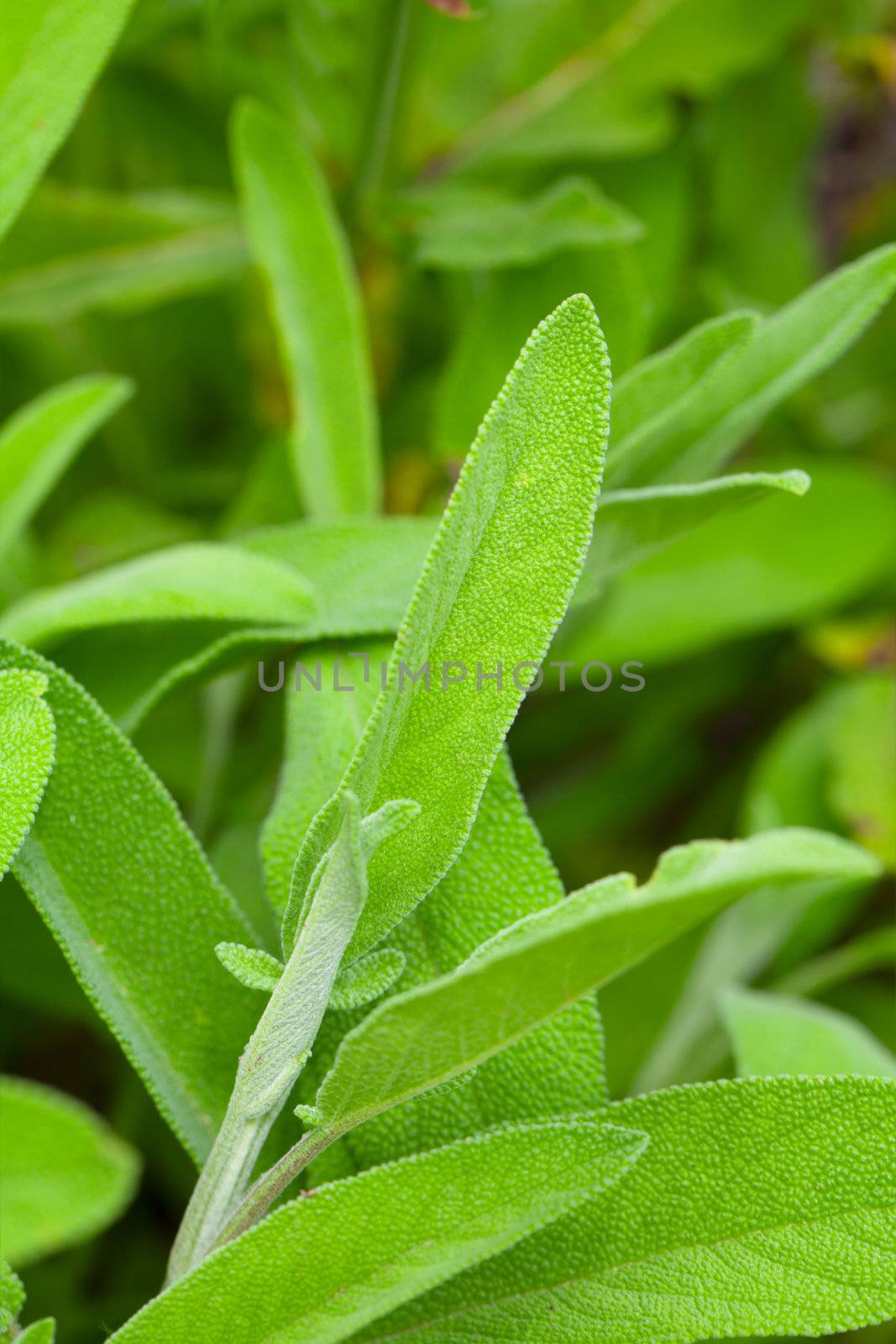 Fresh sage in the herb garden