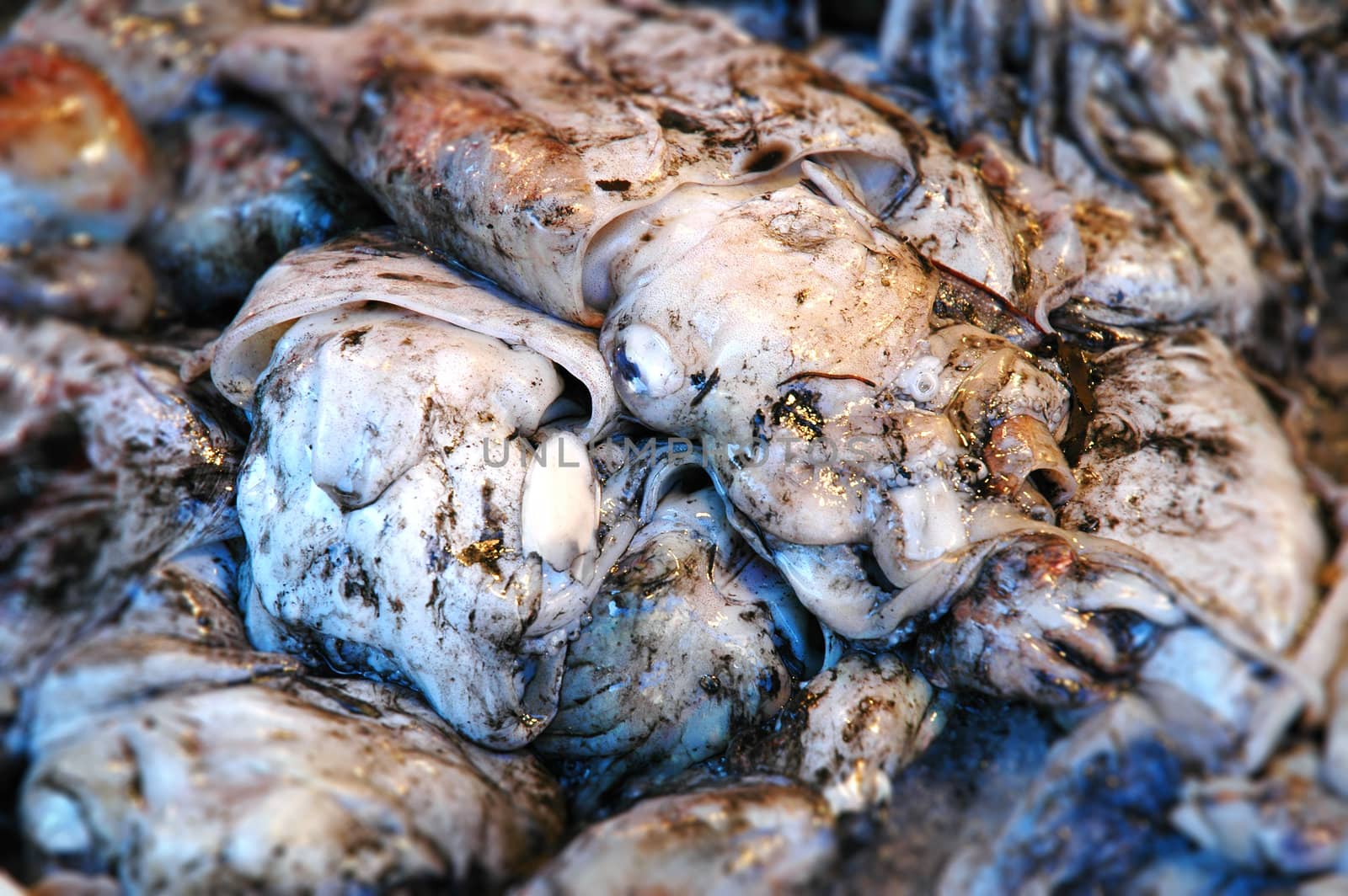 Close-up of Venetian squid.