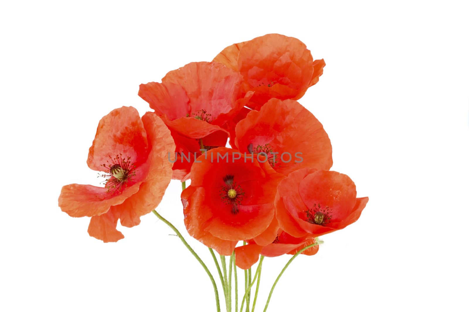 Wild red poppy flowers