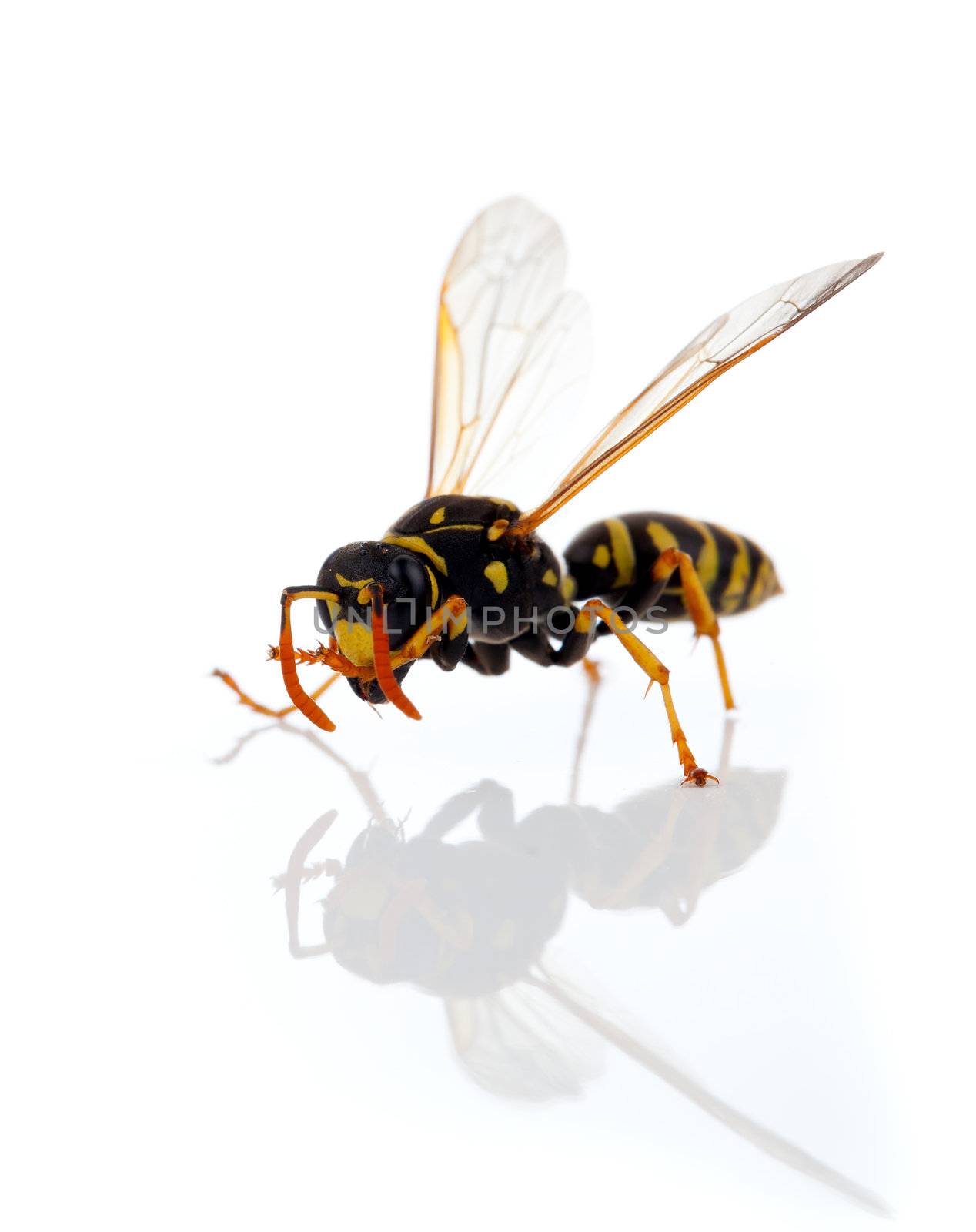 wasp isolated on white background by motorolka