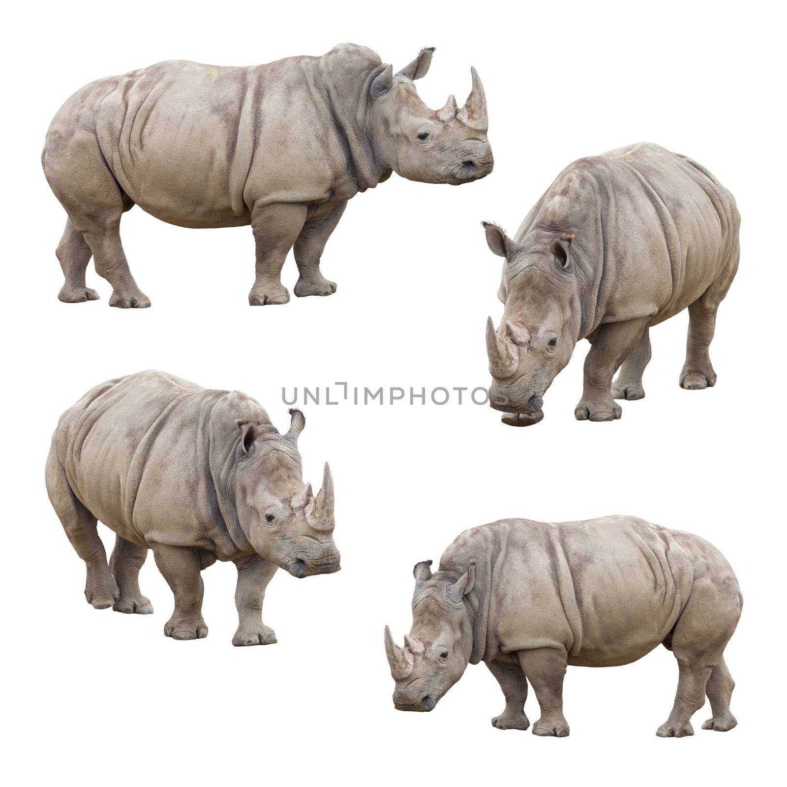 Set of Rhinoceros Isolated on a White Background by Feverpitched
