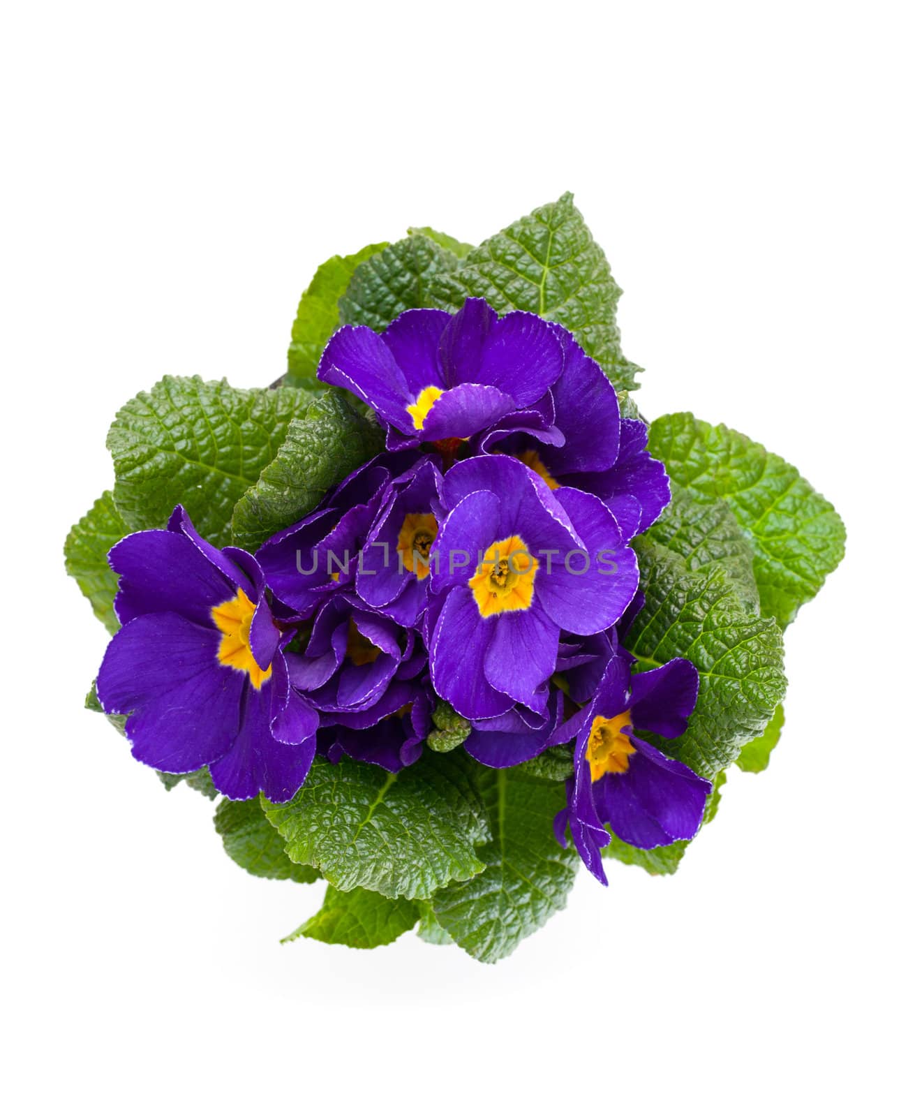 violet primula isolated over white background