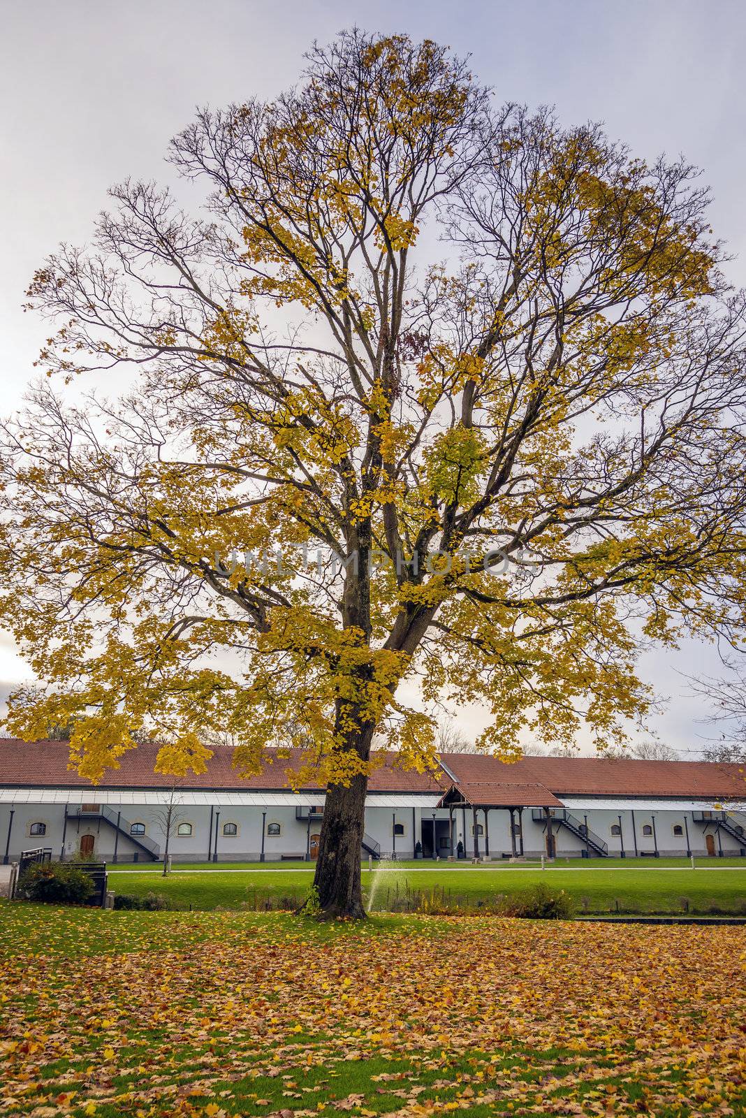 tree in autumn with colored leaves and building in background