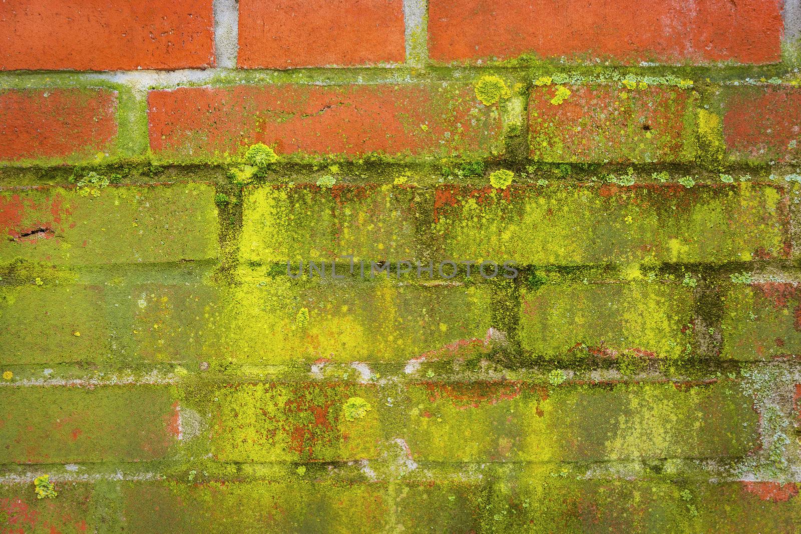 Green moss on a wall made ​​of red bricks