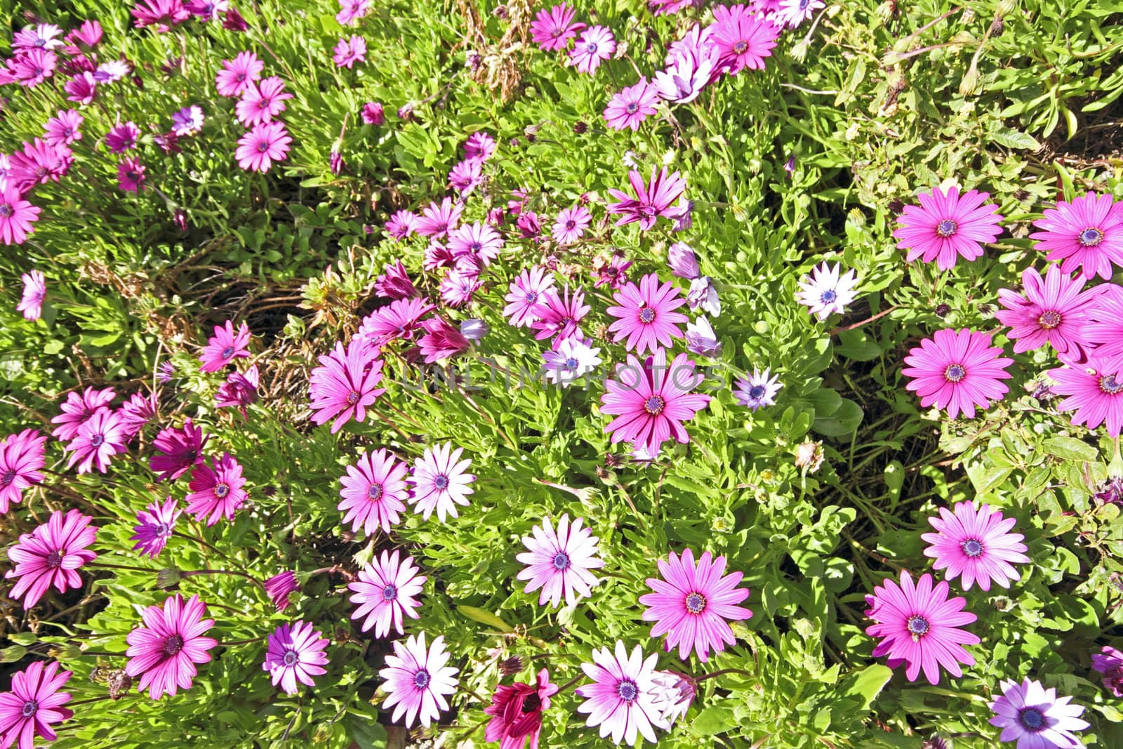 Purple flowers osteospermum
