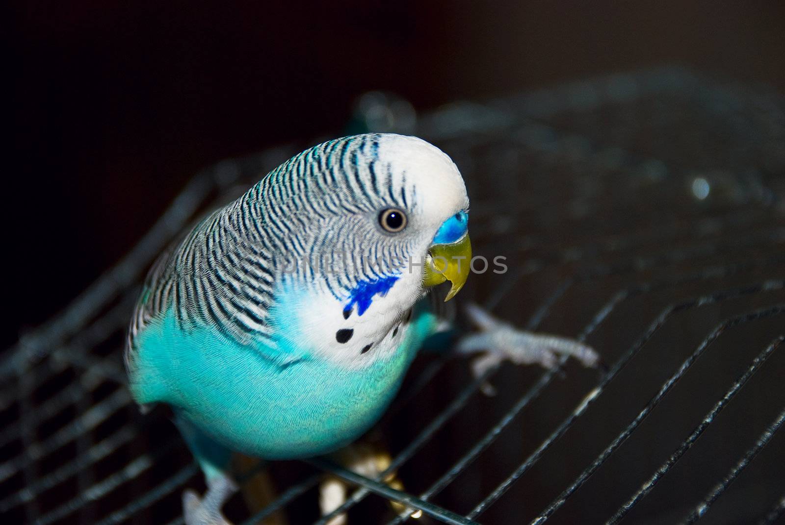 parrot in a cage by jannyjus