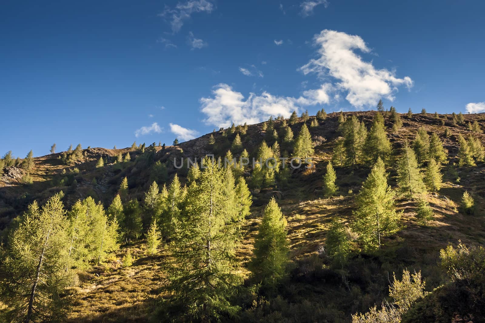 Hill with conifers on a sunny day with blue sky and white clouds in South Tirol Europe