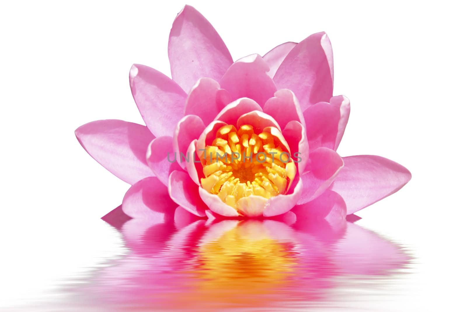 Beautiful pink lotus flower floating in water