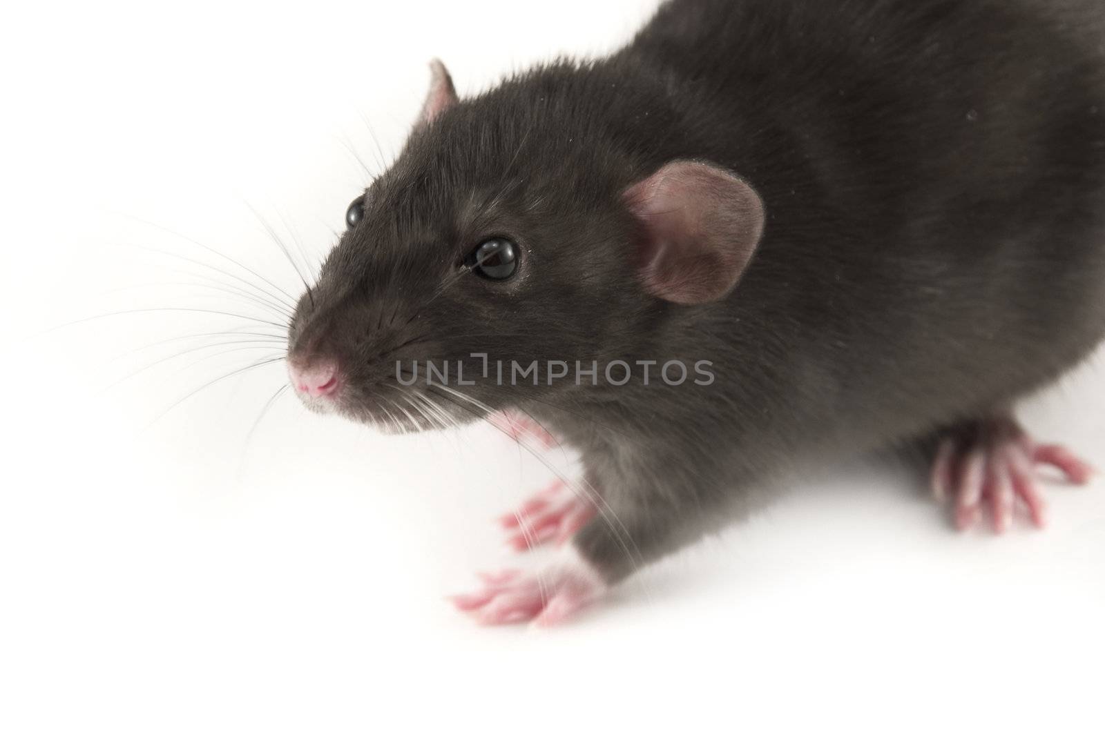 domestic rat isolated on white by jannyjus