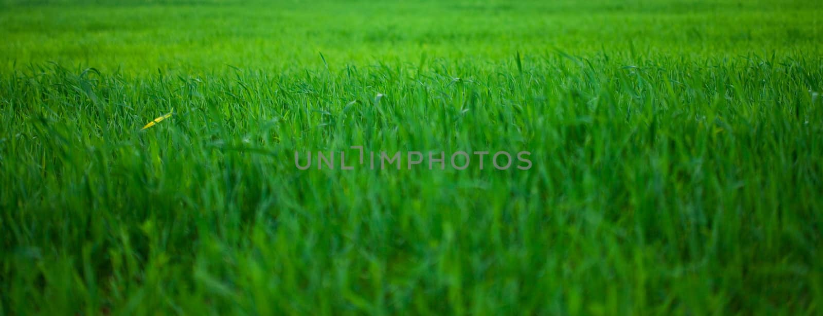 background of green grass by jannyjus