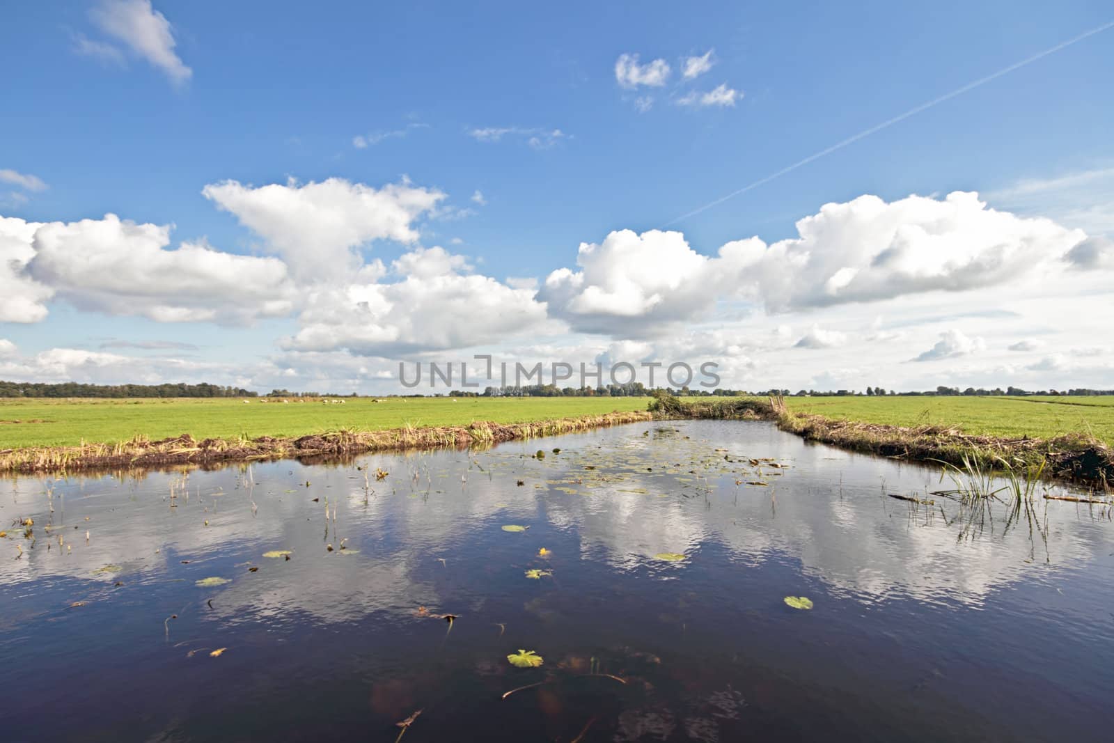 Typical wide dutch landscape with meadows, water and cloudscapes