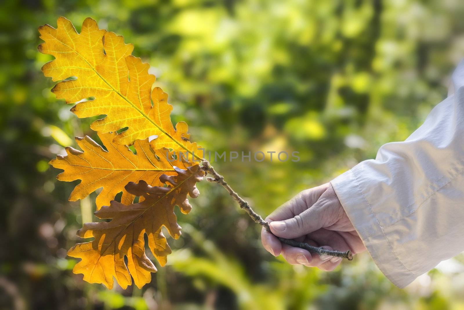 Green oakleaf holding in the right hand