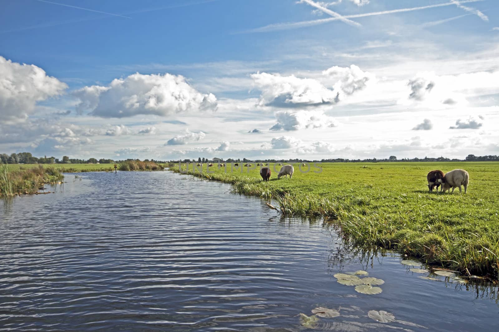 Typical wide dutch landscape with sheep, water and cloudscapes in the Netherlands
