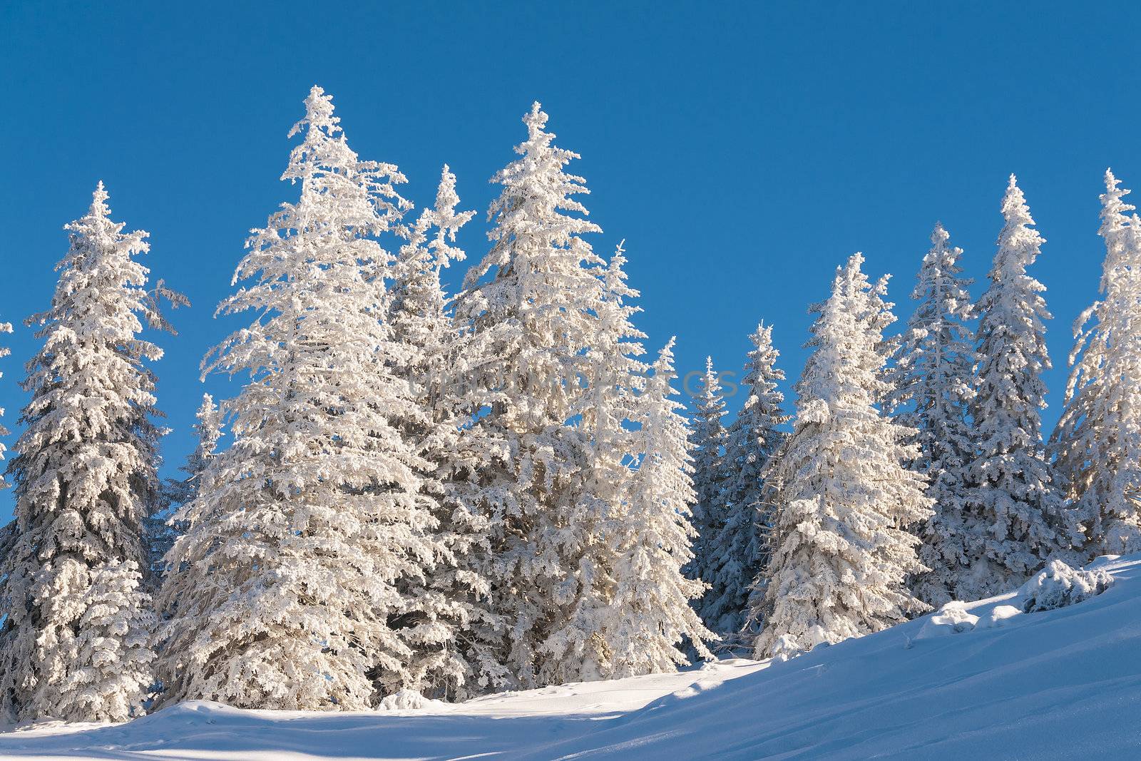 Pine trees in snow with blue sky in the winter