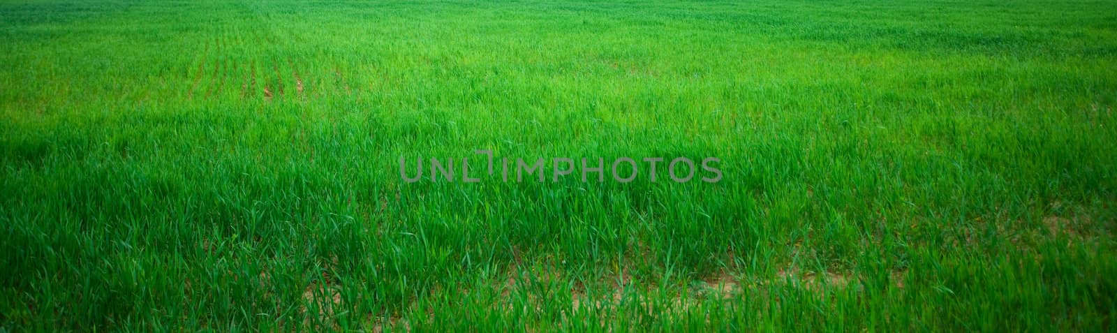 background of green grass by jannyjus