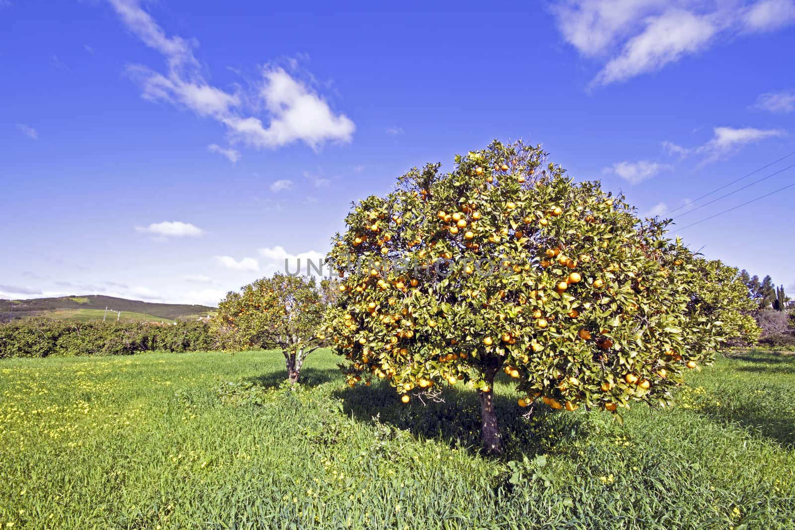 Orange trees full of oranges in springtime in Portugal