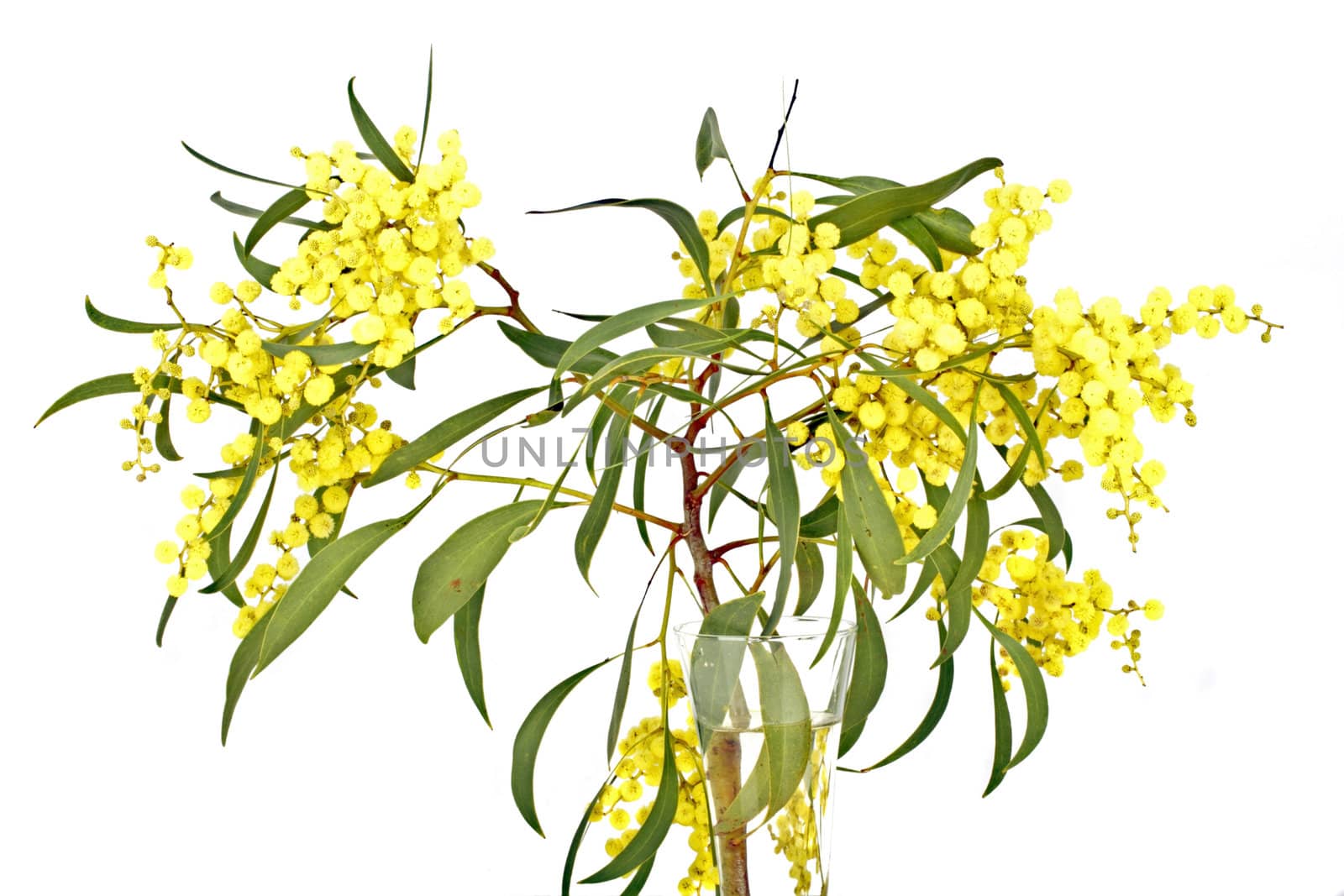 Blossoming mimosa on a white background