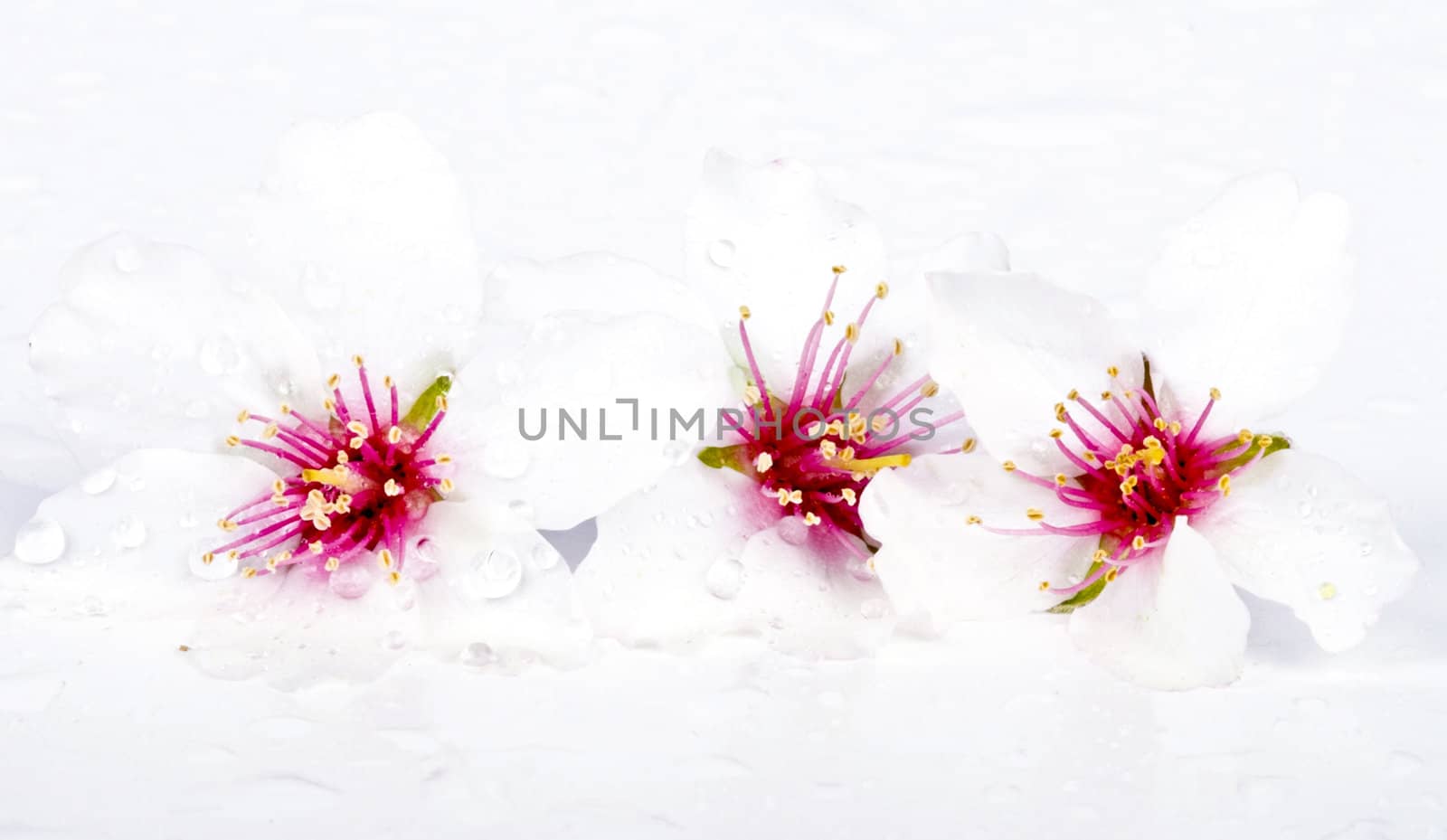 Blossoming almond flowers on a white background
