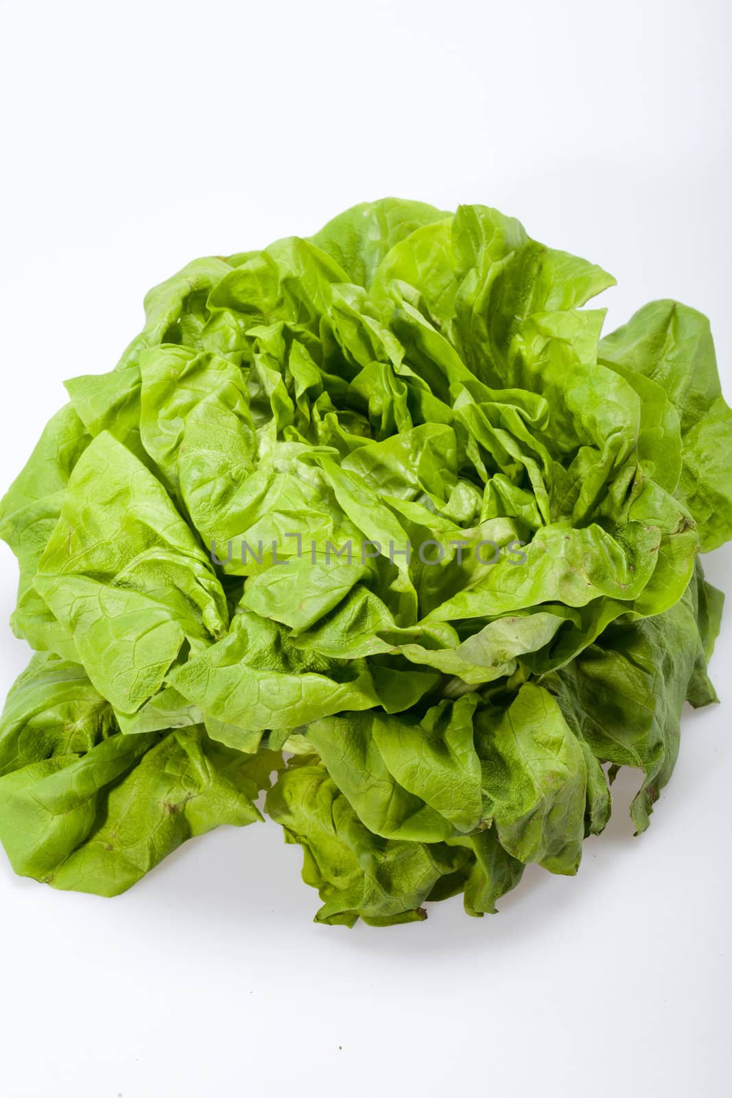 Fresh green Lettuce salad isolated on white background 