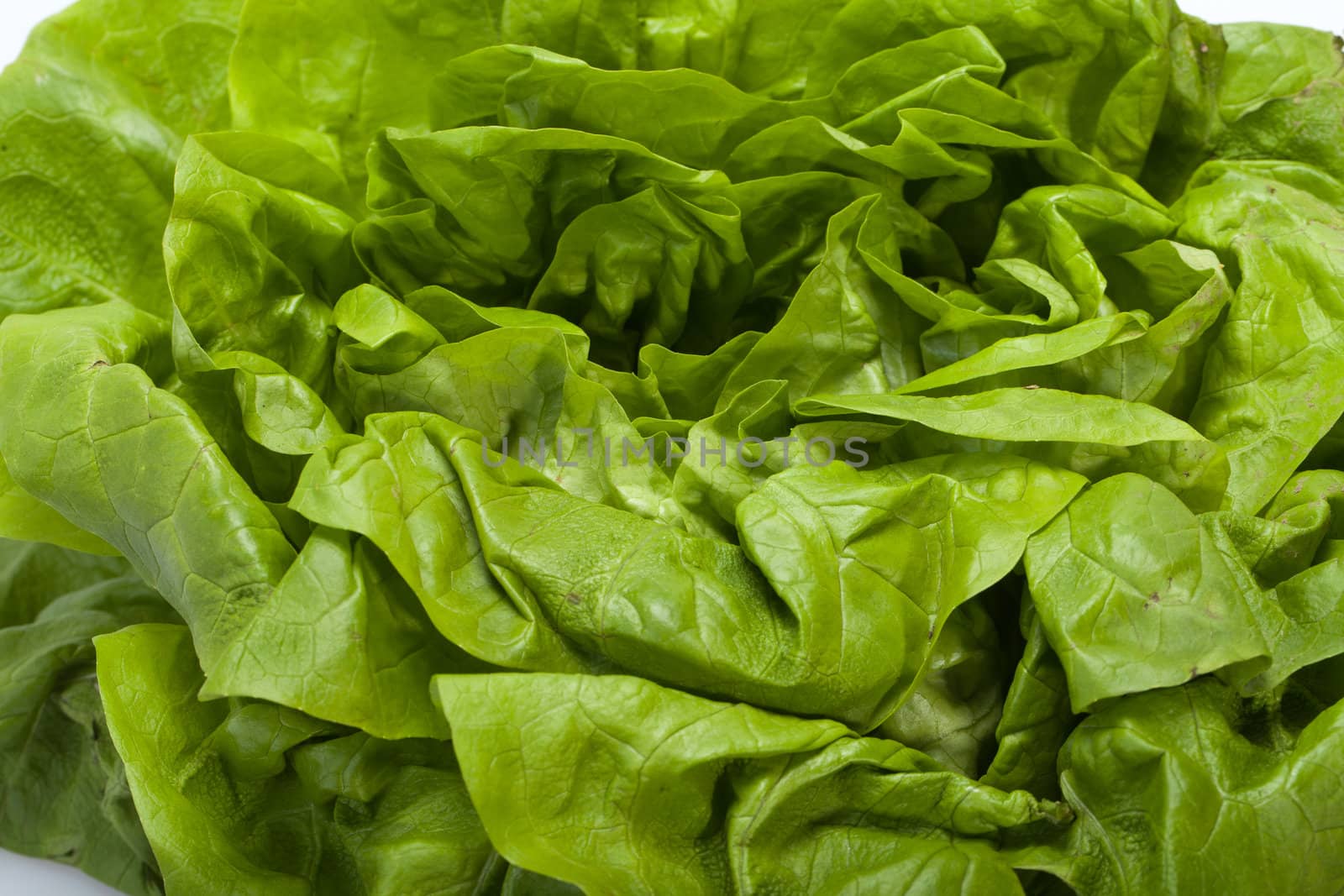 Fresh green Lettuce salad isolated on white background 