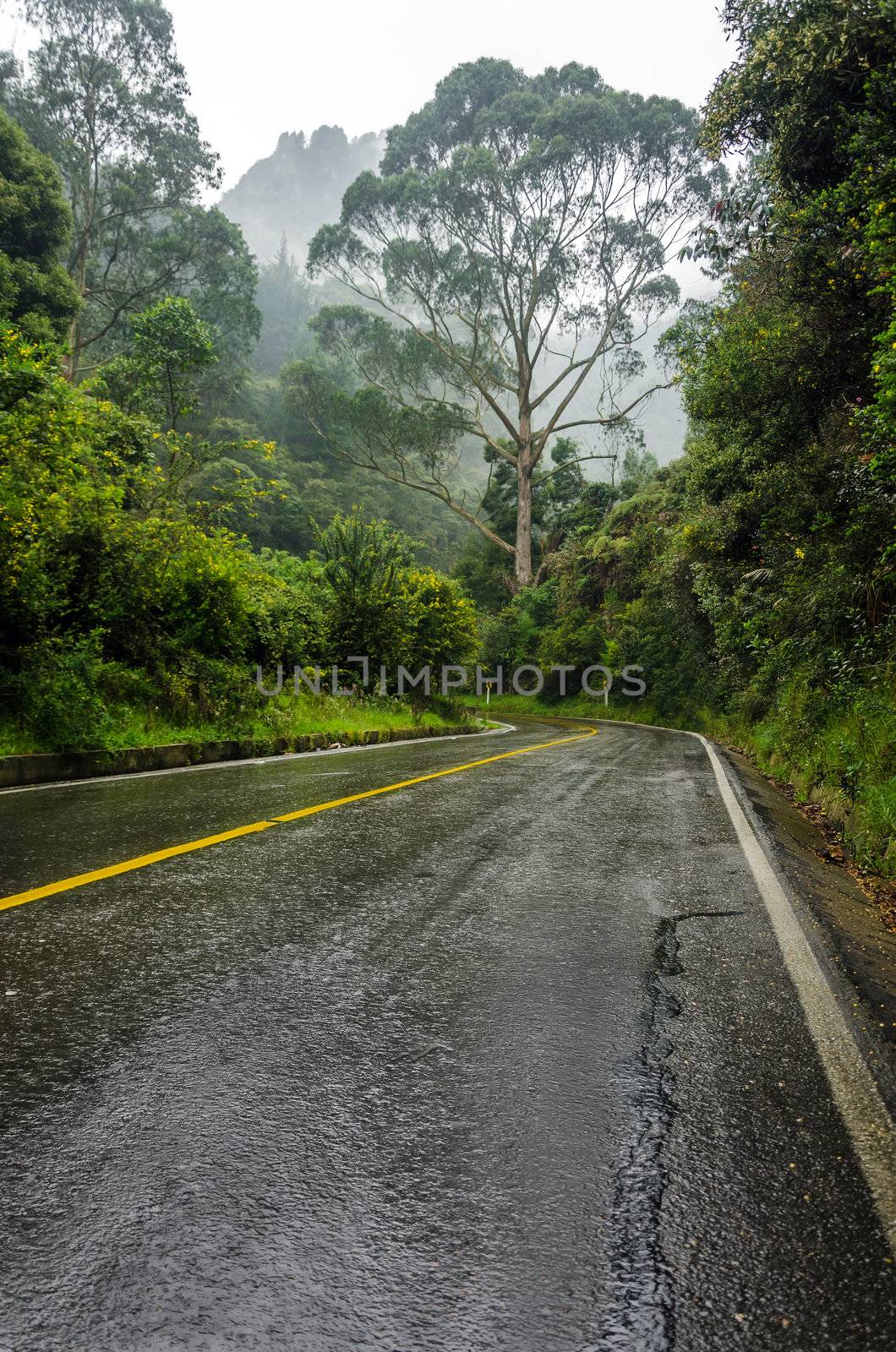 A road leading into a lush mist shrouded forest