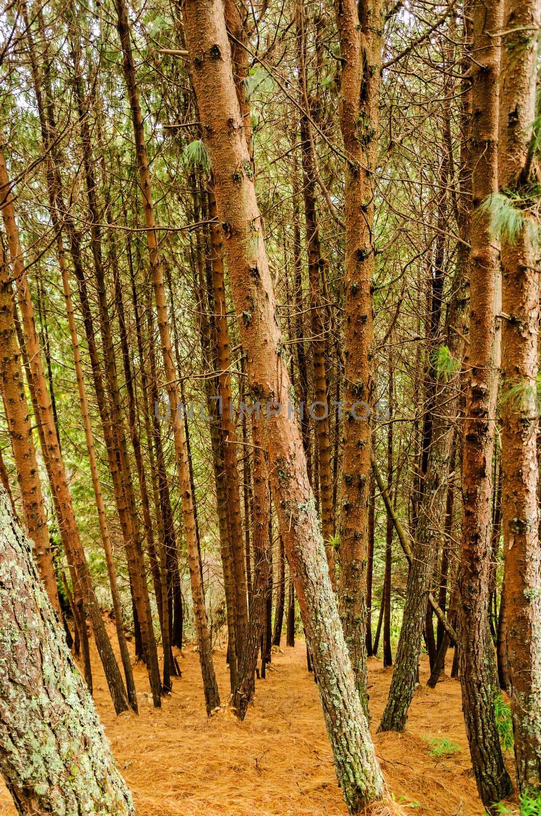 Pine tree forest with pine needle covered ground