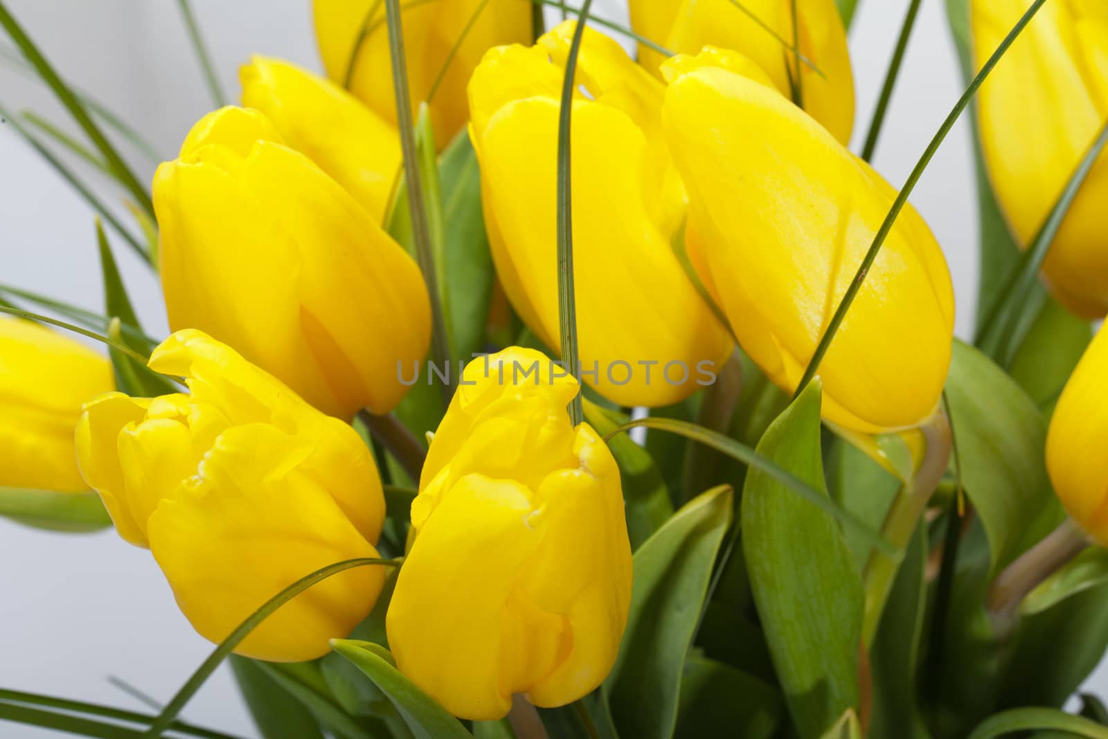 Yellow tulips isolated on white background 
