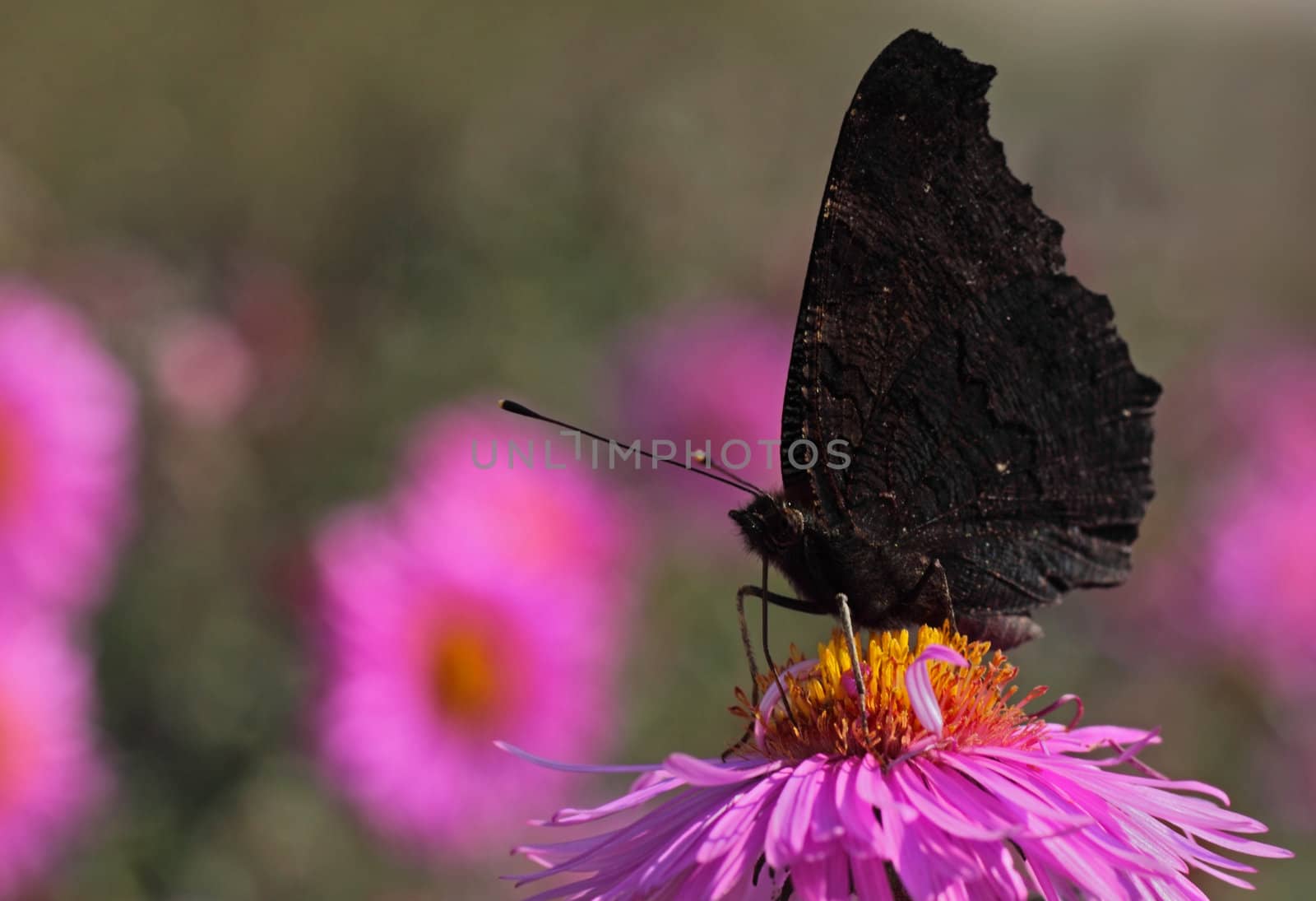 black butterfly by romantiche
