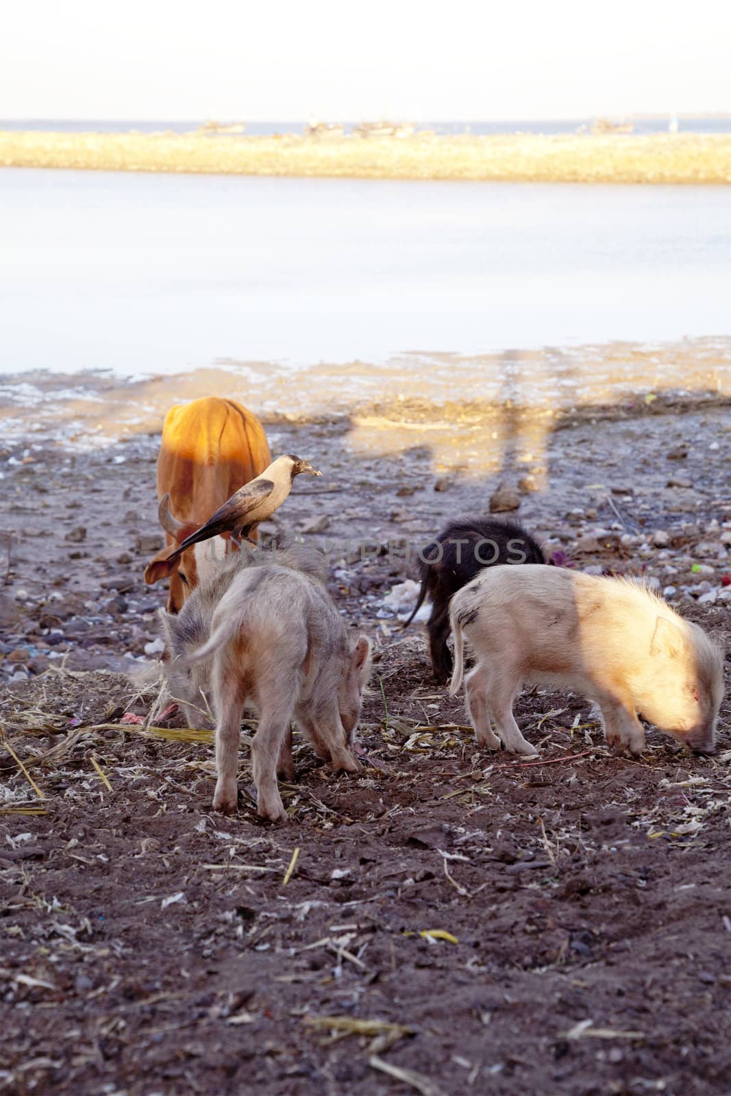 Dwarka Roadtrip. A cow, a crow and wild boar piglets look for food amongst trash at bet Dwarka, Gujarat India. A piglet allowing the crow to ride on its back without any issues