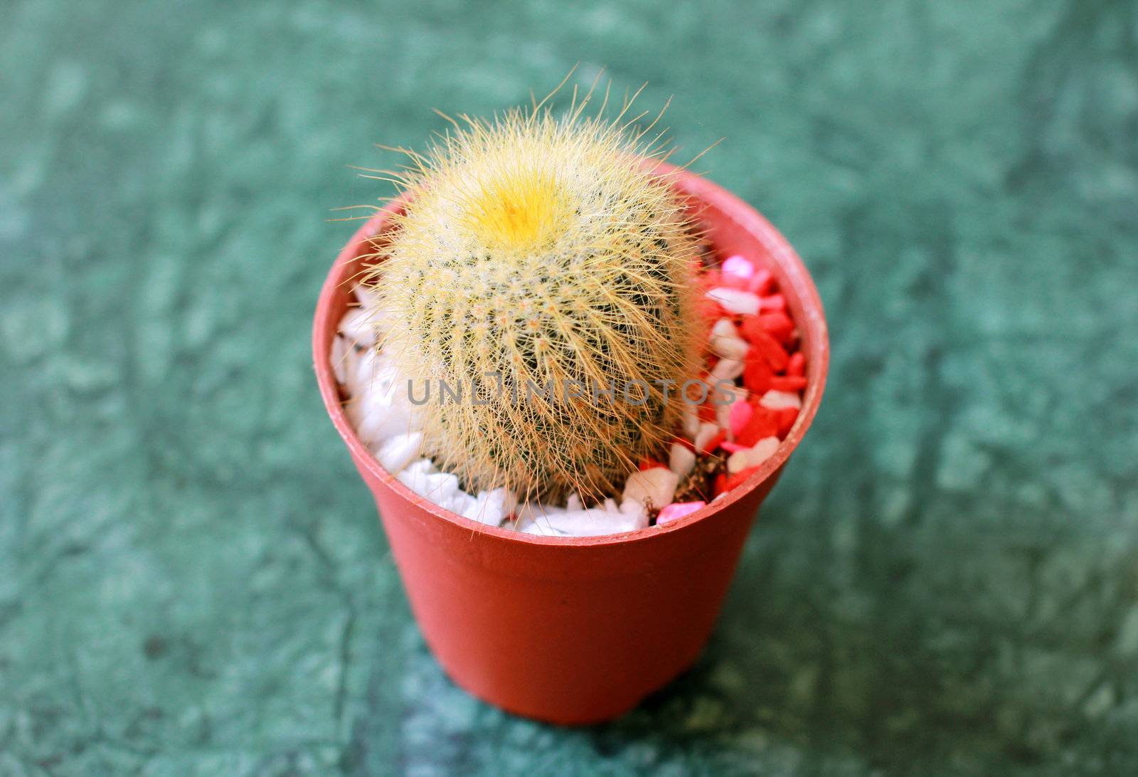 Small cactus decorated in table by nuchylee