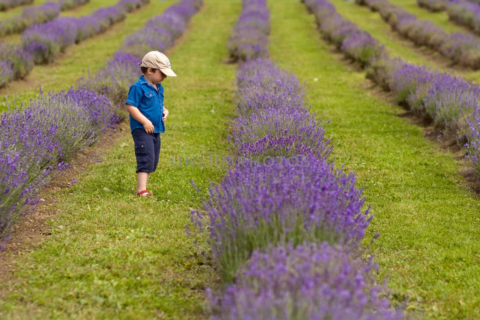 Cute little boy walking in a lavender field