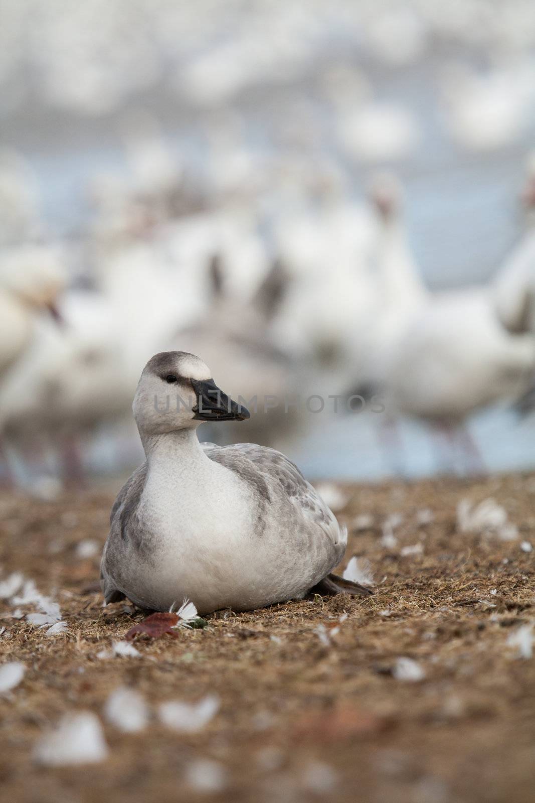 Snow goose fowl by Talanis