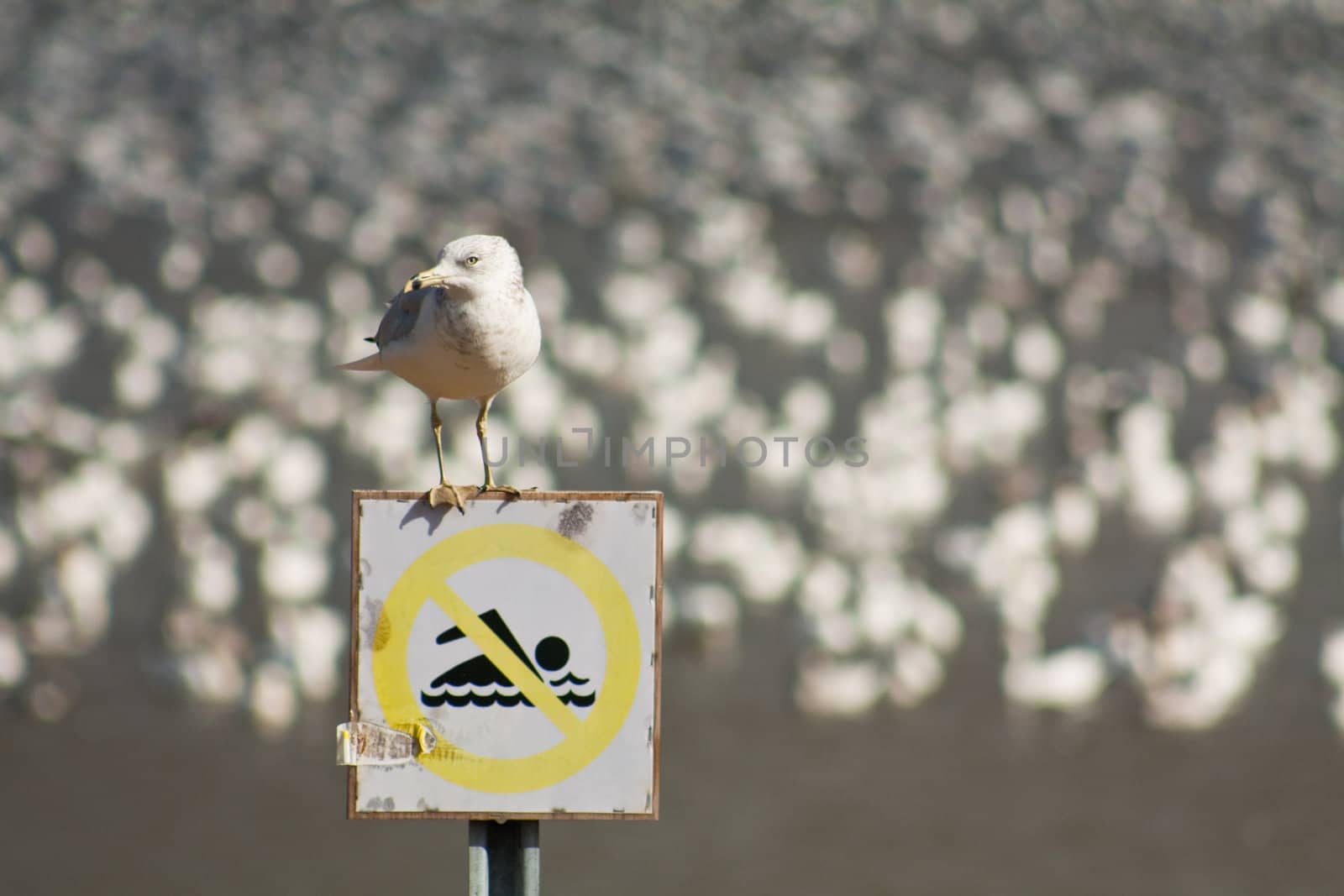 Seagull in front of snow geese by Talanis