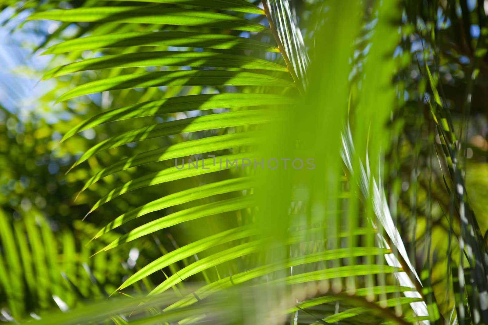 view to the sky through the palm leafs