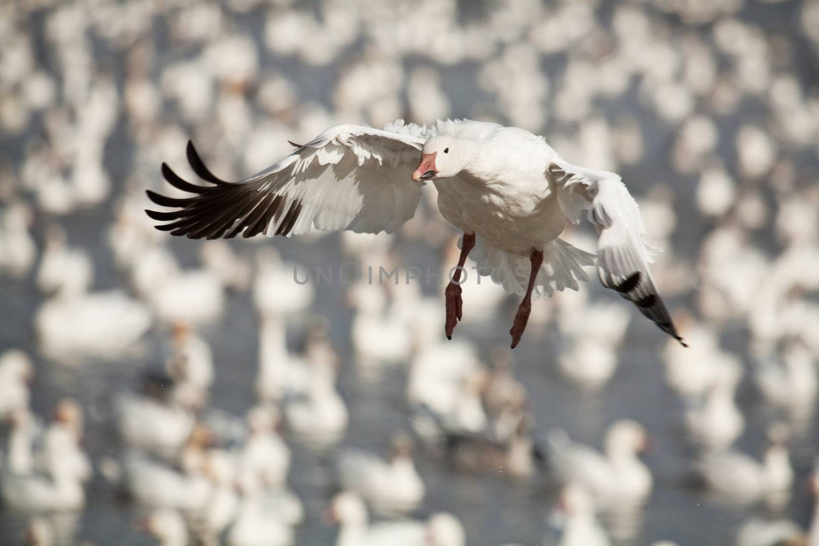 Landing snow goose by Talanis