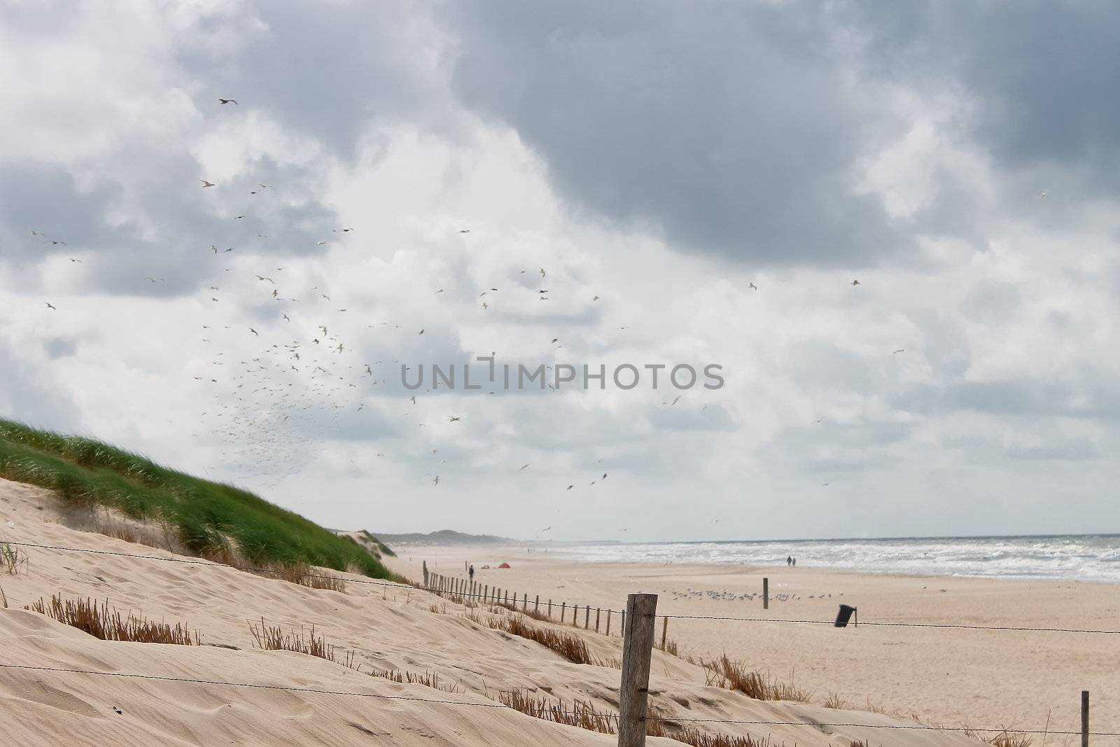 Summer beach in the Netherlands by NickNick