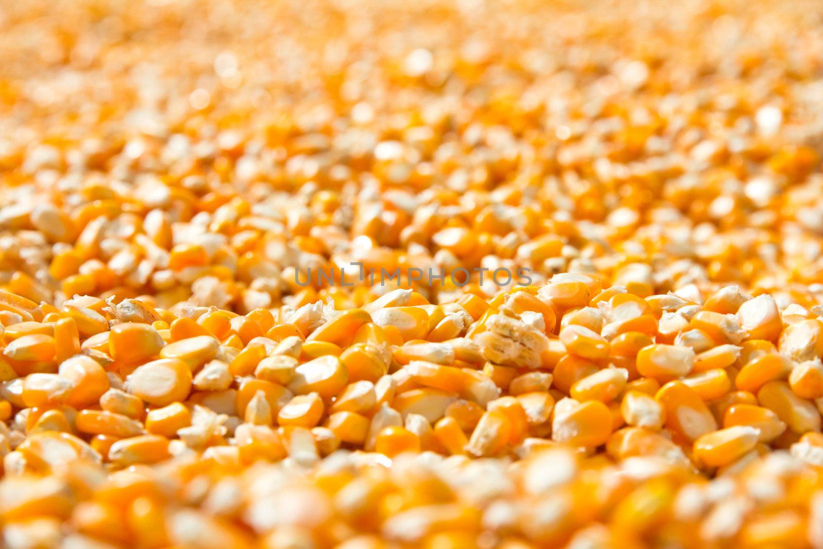 corn seed background by ponsulak