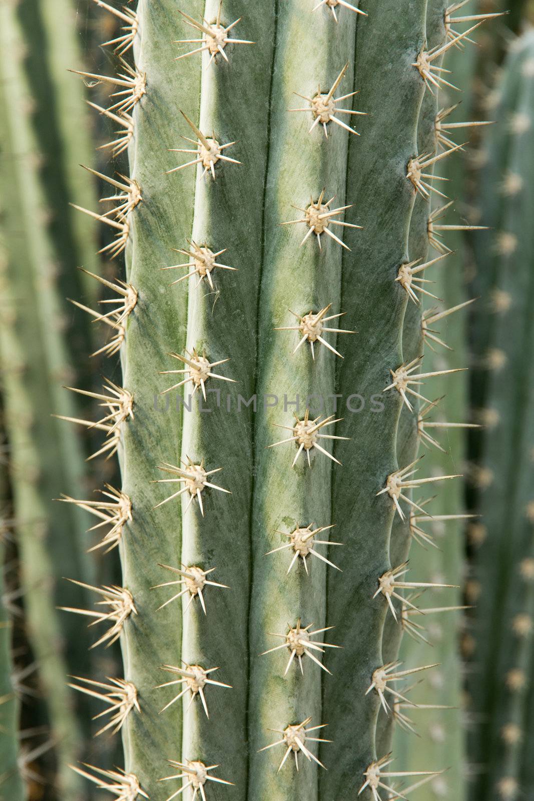 close up of cactus by ponsulak
